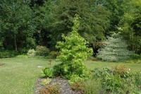 Liquidambar styraciflua 150- 175 cm