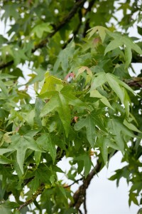 Liquidambar styraciflua 125- 150 cm