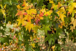 Liquidambar styraciflua 125- 150 cm