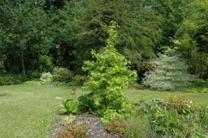 Liquidambar styraciflua 125- 150 cm