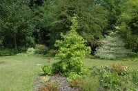 Liquidambar styraciflua 125- 150 cm