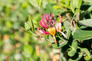 Lonicera brownii Dropmore Scarlet 40- 60 cm