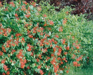 Lonicera brownii Dropmore Scarlet 40- 60 cm