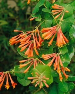 Lonicera brownii Dropmore Scarlet 40- 60 cm