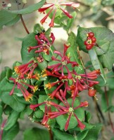 Lonicera brownii Dropmore Scarlet 40- 60 cm