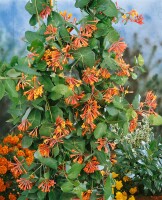 Lonicera brownii Dropmore Scarlet 40- 60 cm