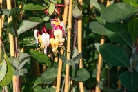 Lonicera brownii Dropmore Scarlet 40- 60 cm