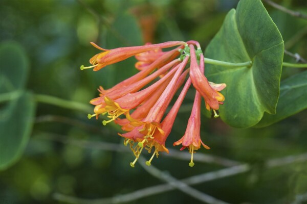 Lonicera brownii Dropmore Scarlet 60- 100 cm