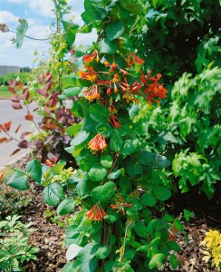 Lonicera brownii Dropmore Scarlet 60- 100 cm