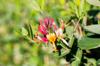 Lonicera brownii Dropmore Scarlet 60- 100 cm