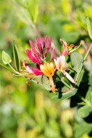 Lonicera brownii Dropmore Scarlet 60- 100 cm