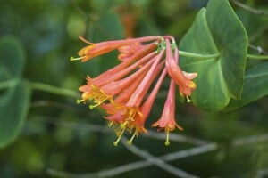 Lonicera brownii Dropmore Scarlet 100- 150 cm