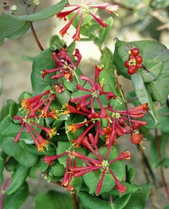 Lonicera brownii Dropmore Scarlet 100- 150 cm