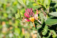 Lonicera brownii Dropmore Scarlet 100- 150 cm