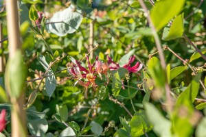 Lonicera caprifolium 40- 60 cm