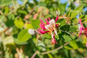 Lonicera caprifolium 40- 60 cm