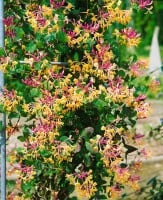 Lonicera caprifolium 40- 60 cm