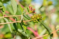 Lonicera caprifolium 40- 60 cm