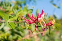 Lonicera caprifolium 40- 60 cm