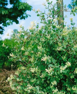 Lonicera caprifolium 60- 100 cm