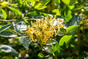 Lonicera caprifolium 60- 100 cm