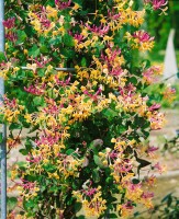 Lonicera caprifolium 60- 100 cm