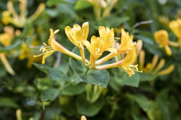 Lonicera heckrottii 60- 100 cm