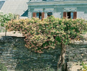 Lonicera heckrottii 60- 100 cm