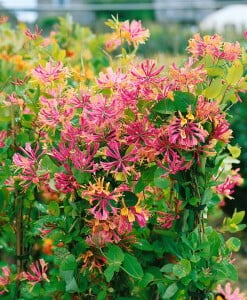 Lonicera heckrottii 60- 100 cm