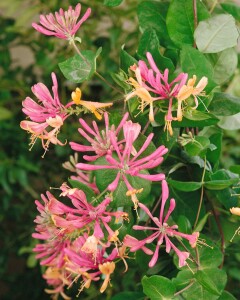 Lonicera heckrottii 60- 100 cm