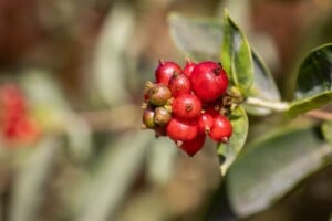 Lonicera heckrottii 60- 100 cm