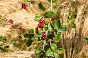 Lonicera heckrottii 60- 100 cm