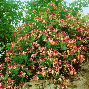 Lonicera heckrottii 60- 100 cm