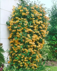 Lonicera heckrottii 60- 100 cm