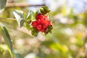 Lonicera heckrottii 100- 150 cm