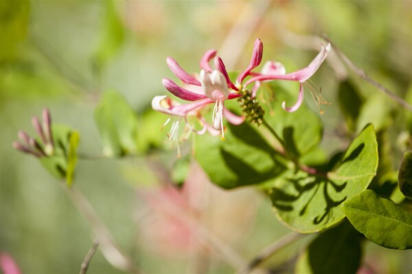 Lonicera heckrottii Goldflame 60- 100 cm