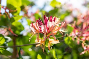 Lonicera heckrottii Goldflame 60- 100 cm