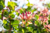 Lonicera heckrottii Goldflame 60- 100 cm