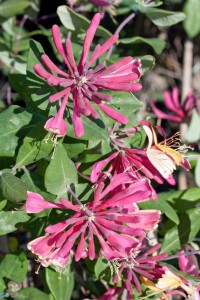 Lonicera heckrottii Goldflame 100- 150 cm