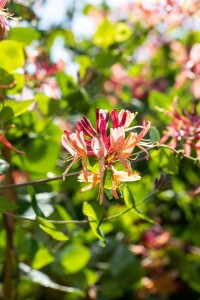 Lonicera heckrottii Goldflame 100- 150 cm