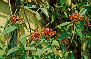 Lonicera henryi 60- 100 cm