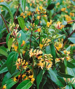 Lonicera henryi 60- 100 cm