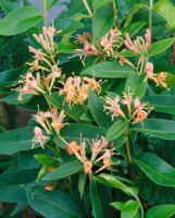 Lonicera henryi 60- 100 cm