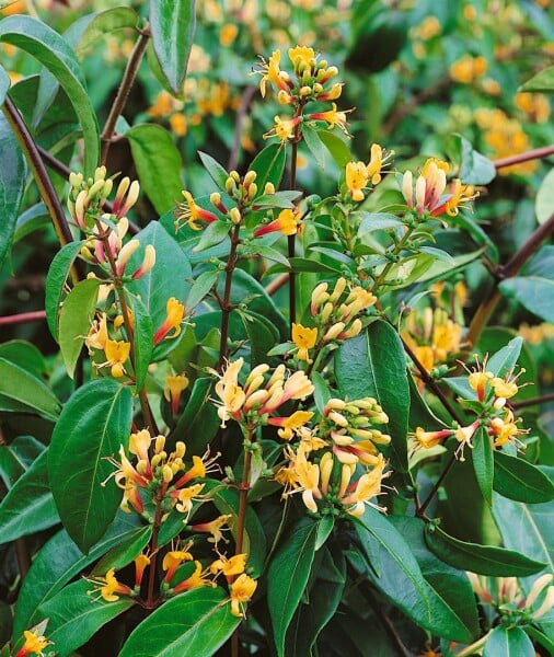 Lonicera henryi Copper Beauty 60- 100 cm