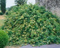 Lonicera japonica Halliana 60- 100 cm