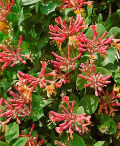 Lonicera periclymenum 40- 60 cm