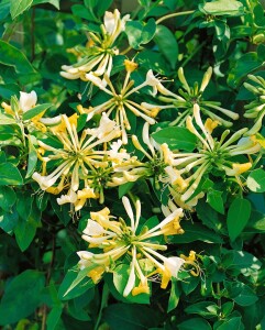 Lonicera periclymenum 40- 60 cm