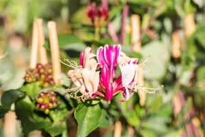 Lonicera periclymenum 40- 60 cm