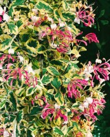 Lonicera periclymenum 40- 60 cm