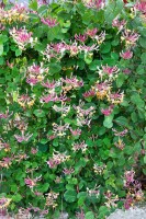 Lonicera periclymenum 40- 60 cm